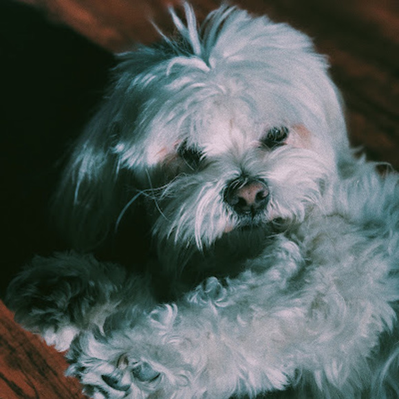 Meet your Posher, Codargo - Picture 1 of 1